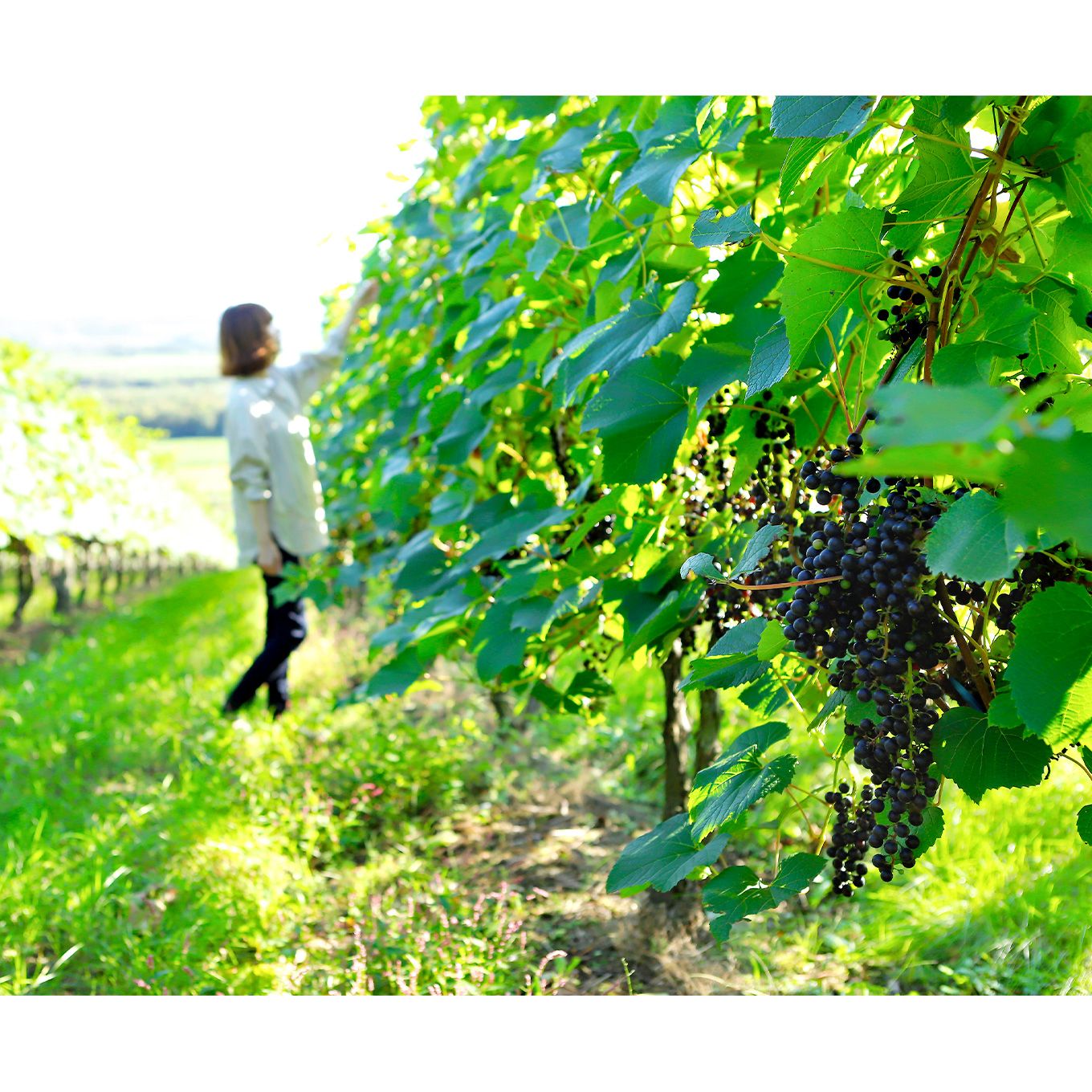 グリーン住宅ポイント北海道産ビンテージ赤・白ワイン6本セットイメージ