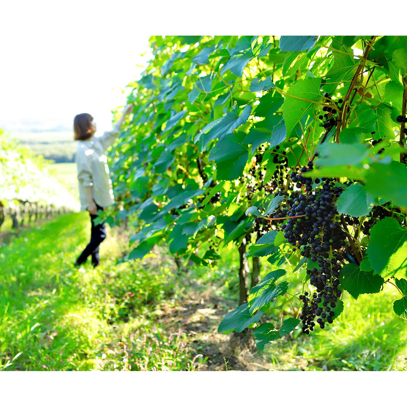 グリーン住宅ポイントトカップ赤・白ワイン6本セットイメージ