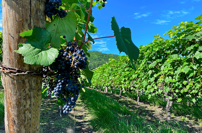 北海道の中でも冷涼な十勝
そこで造られるワインは酸味が強い本物志向のワイン