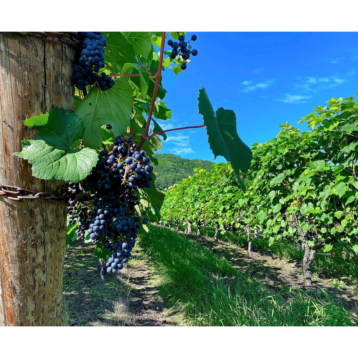 グリーン住宅ポイント町民用ロゼワイン6本セットイメージ