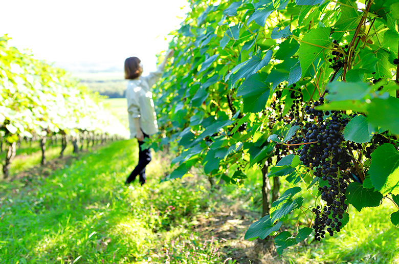 北海道の中でも冷涼な十勝
そこで造られるワインは酸味が強い本物志向のワイン