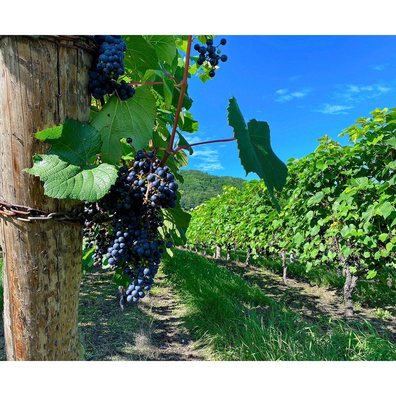 グリーン住宅ポイント池田町独自品種ワイン6本セットイメージ