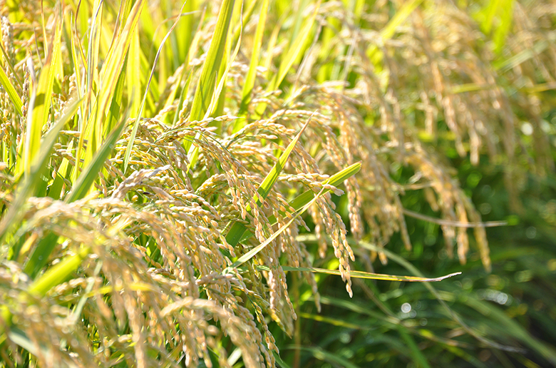 甘みが強くふっくらとした食感で
冷めても硬くなりにくい特徴