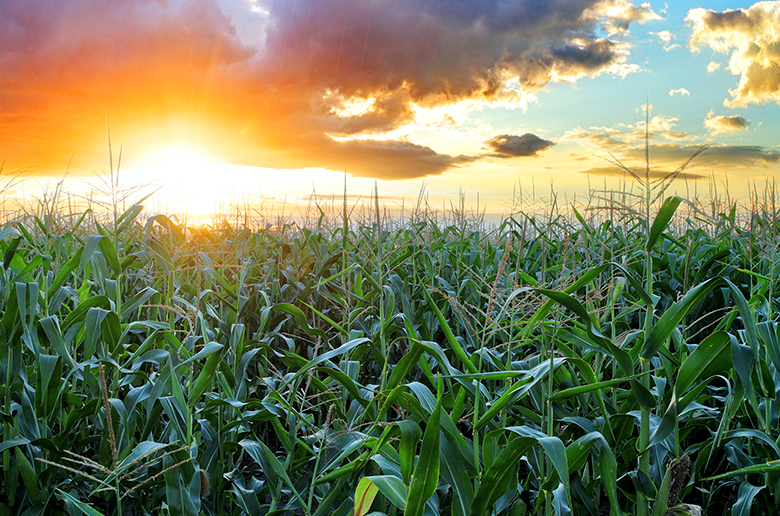 「こんなトウモロコシは初めて食べた!」と感動を生み
口コミだけで9万本!