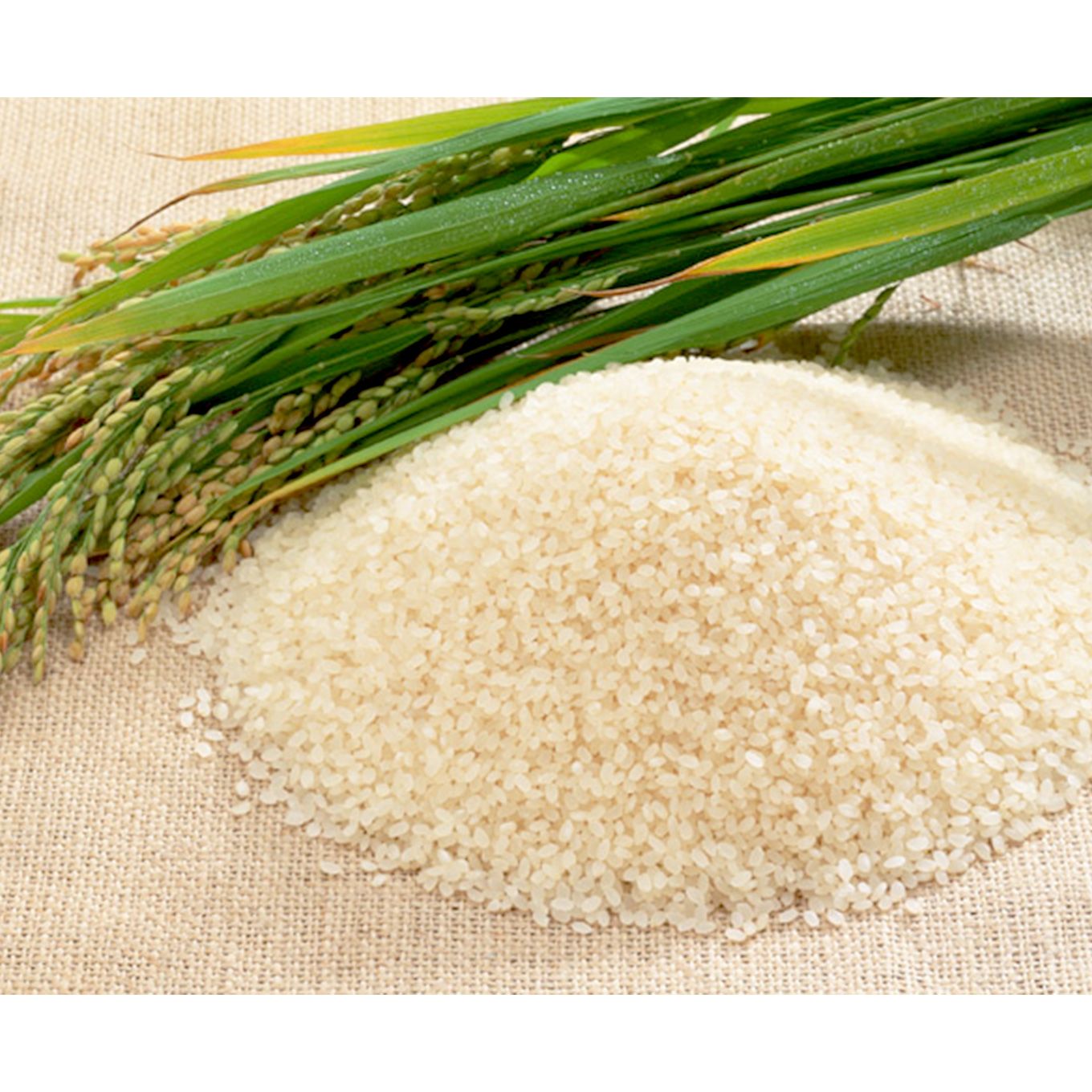 グリーン住宅ポイント山形県産 雪若丸 5kgイメージ