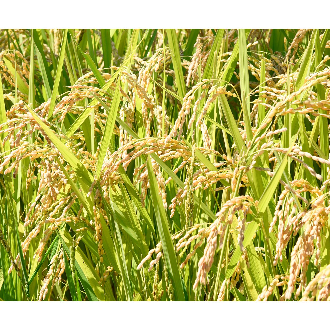 グリーン住宅ポイント山形県産はえぬき 5kg×2(計10kg)イメージ