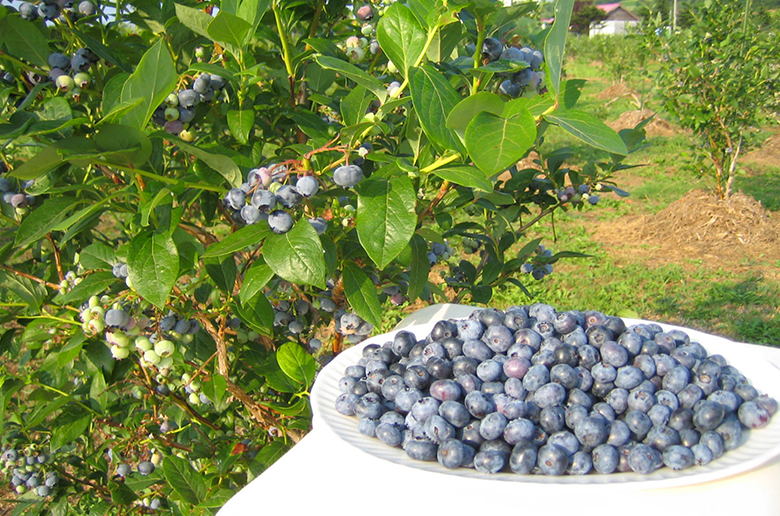 果実を丸ごと食しているかのような濃厚な味わい
ブルーベリー本来の自然な甘さと酸味が楽しめる