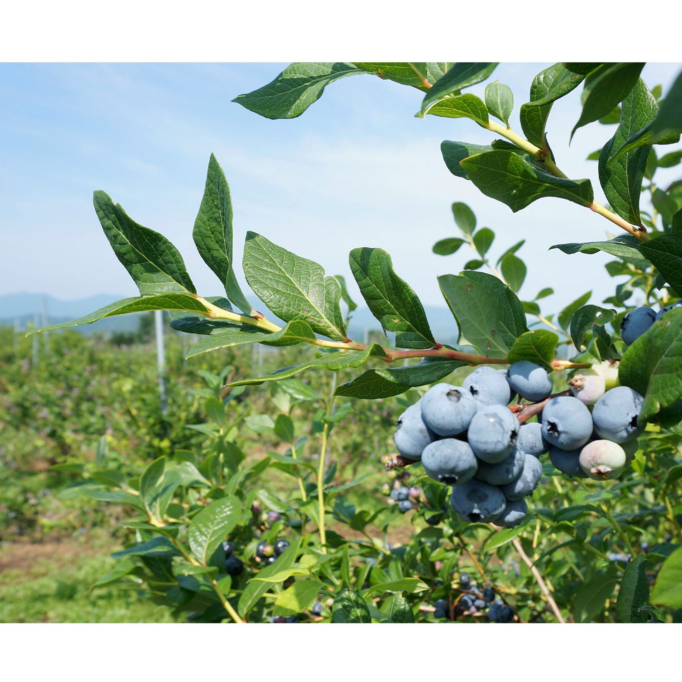 グリーン住宅ポイント有機ブルーベリージュース 紺碧の恋 710ml×2本セットイメージ