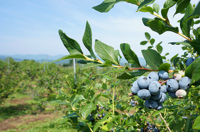 果実を丸ごと食しているかのような濃厚な味わい
ブルーベリー本来の自然な甘さと酸味が楽しめる