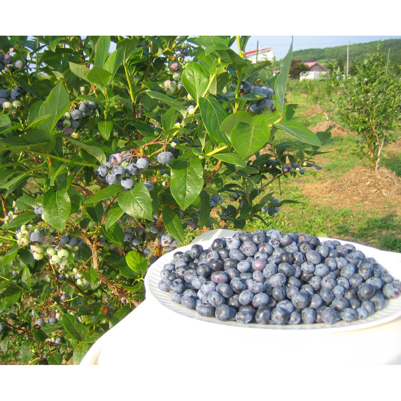 グリーン住宅ポイント有機ブルーベリージュース 紺碧の恋 710ml×3本セットイメージ