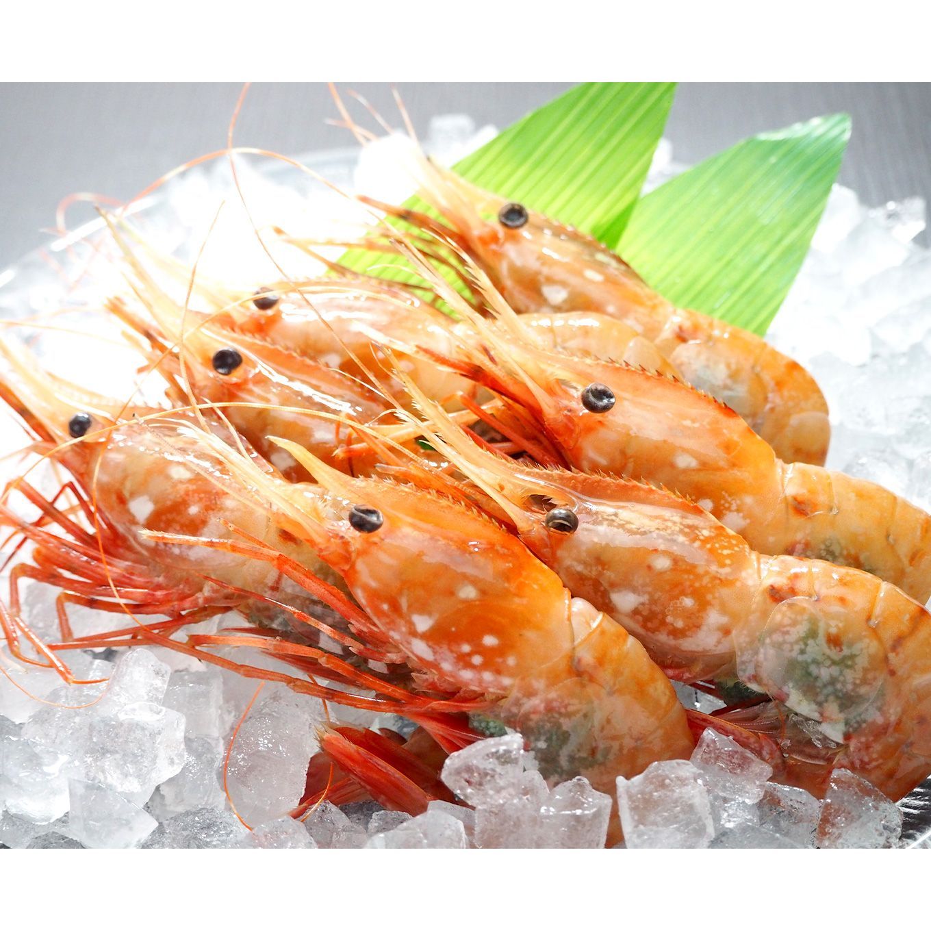 グリーン住宅ポイント北海道 船上凍結甘えび 1kgイメージ