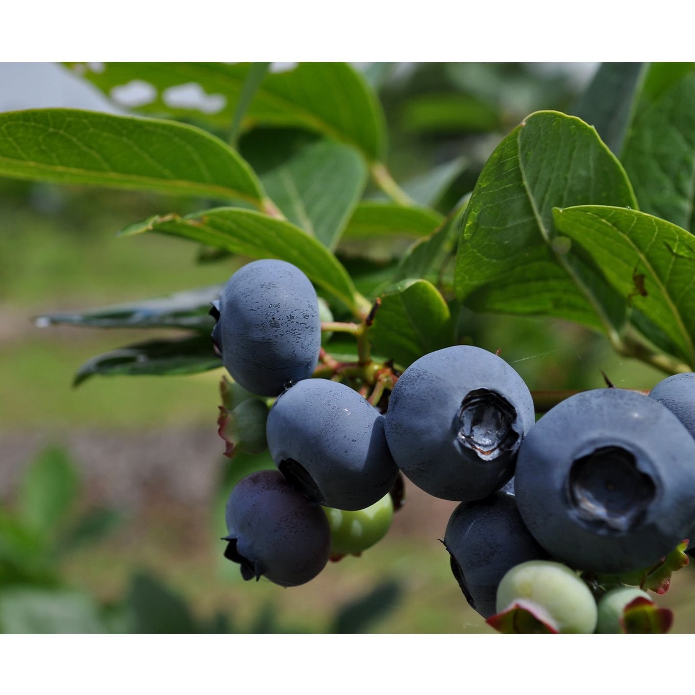 グリーン住宅ポイントオーガニックブルーベリーのソルベ6個セットイメージ