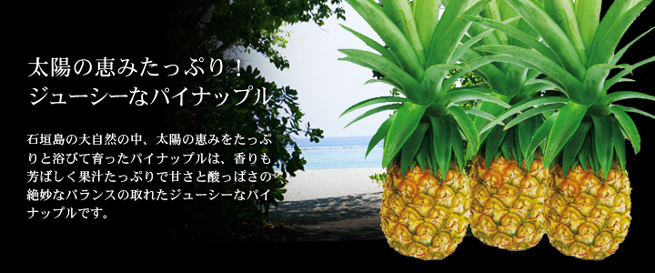 石垣島産パイナップル約3kg(3玉)